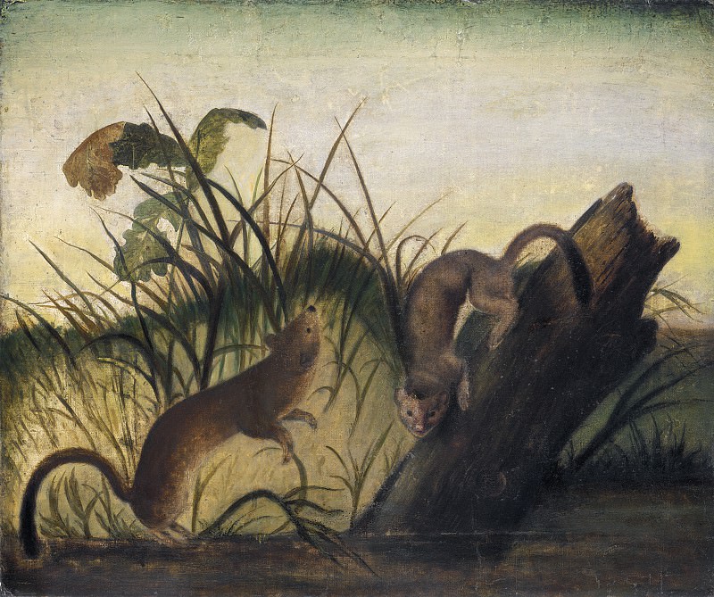 Studio of John James Audubon - Long-Tailed Weasel. National Gallery of Art (Washington)