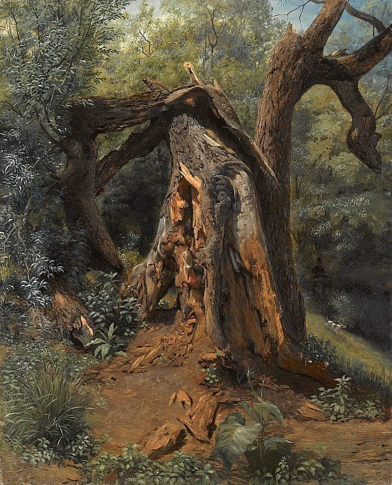 Old tree. Lev Lagorio
