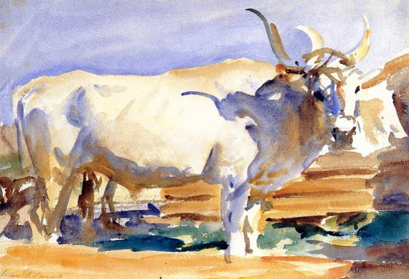 White Ox at Siena. John Singer Sargent