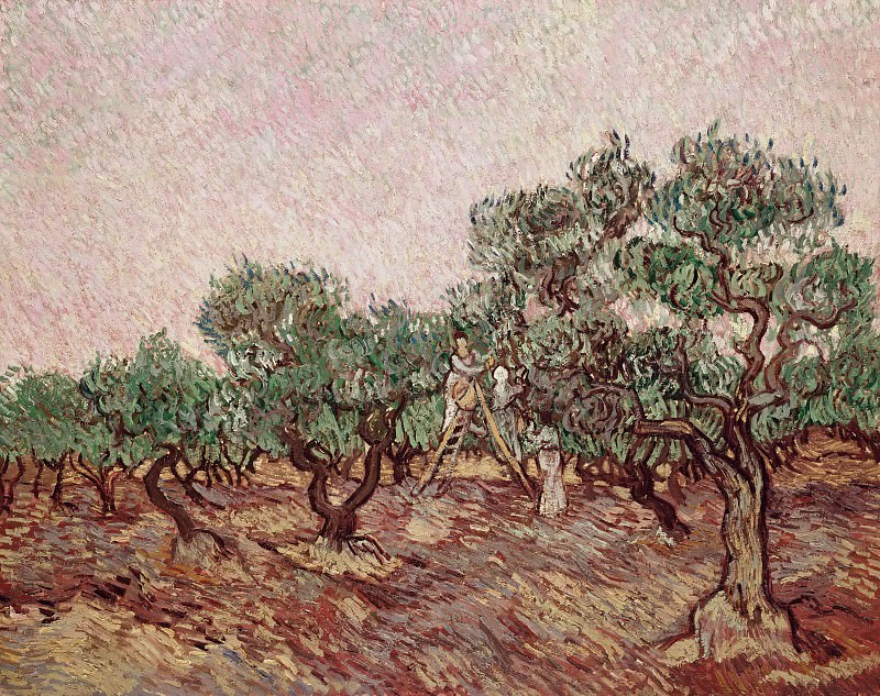 Olive Picking. Vincent van Gogh