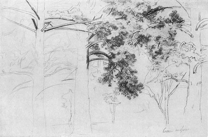 1895 Pines 32 x48. Ivan Ivanovich Shishkin