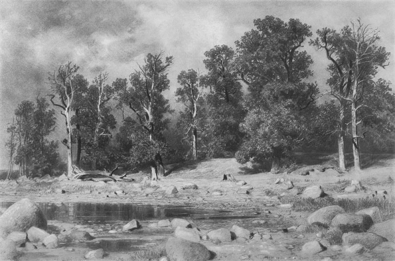 Coast oak grove of Peter the Great in 1885 Sestrorezk 85 5h116. Ivan Ivanovich Shishkin