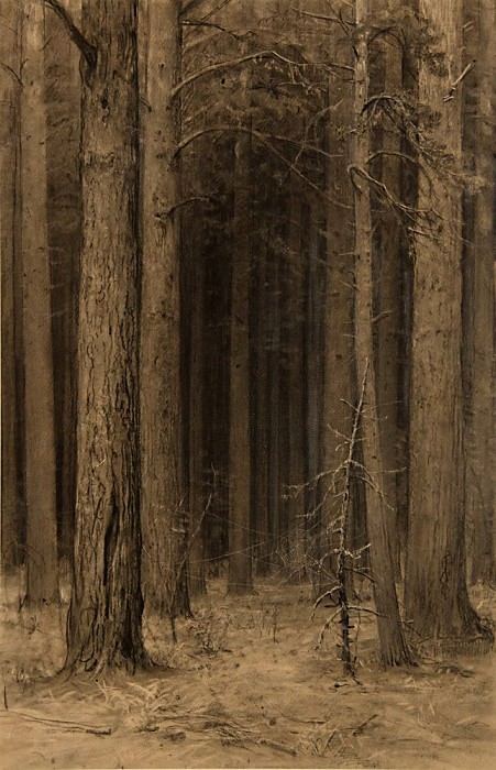 Паутина в лесу 1880-е 44х30, Иван Иванович Шишкин
