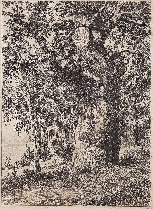 old oak. 1897, 22 8x16, 8. Ivan Ivanovich Shishkin