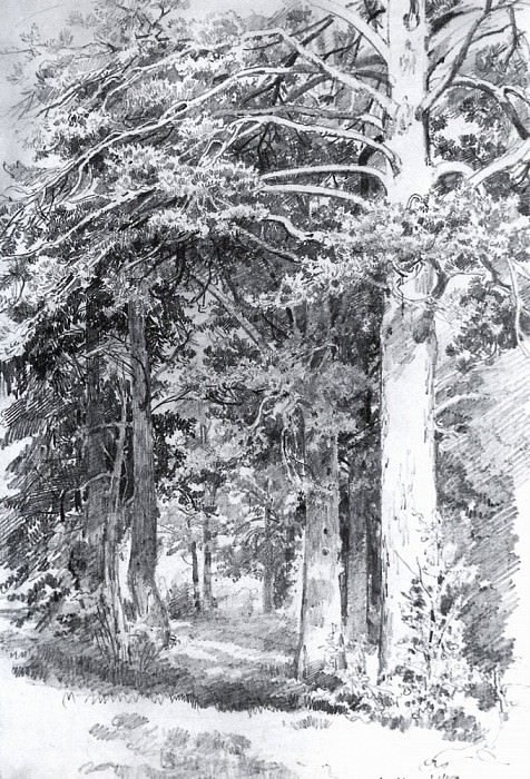 Сосновый лес 1889 48х32. 8, Иван Иванович Шишкин