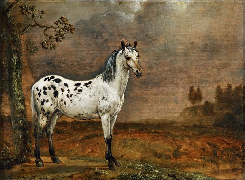 Поттер, Пауль Питерс (1625 Энкхейзен - 1654 Амстердам) -- Пятнистый конь. часть 5 Лувр