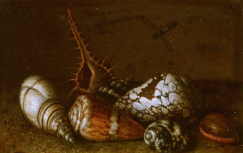 Balthasar van der Ast - Shells on a Table. Mauritshuis