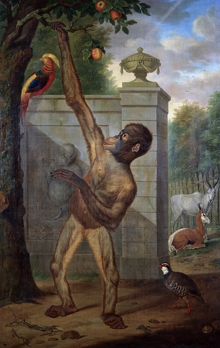 Tethart Philip Christian Haag - Orangutan from the Zoo of Stadholder Willem V, Picking an Apple. Mauritshuis