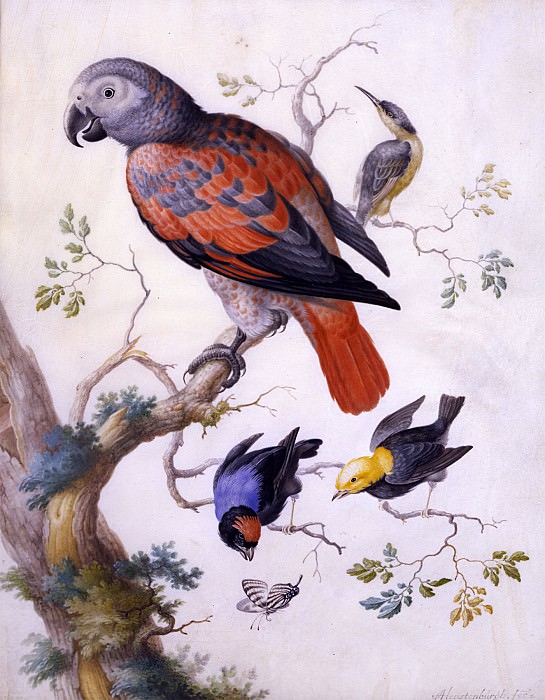 Anton HENSTENBURGH A Red and Gray Parrot and other Exotic Birds 32657 172. European art; part 1