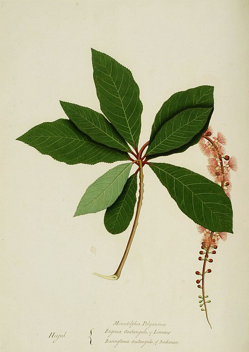 Barringtonia acutangula 13048 172. European art; part 1
