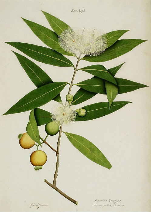 Syzygium jambos 15121 172. часть 5 -- European art Европейская живопись