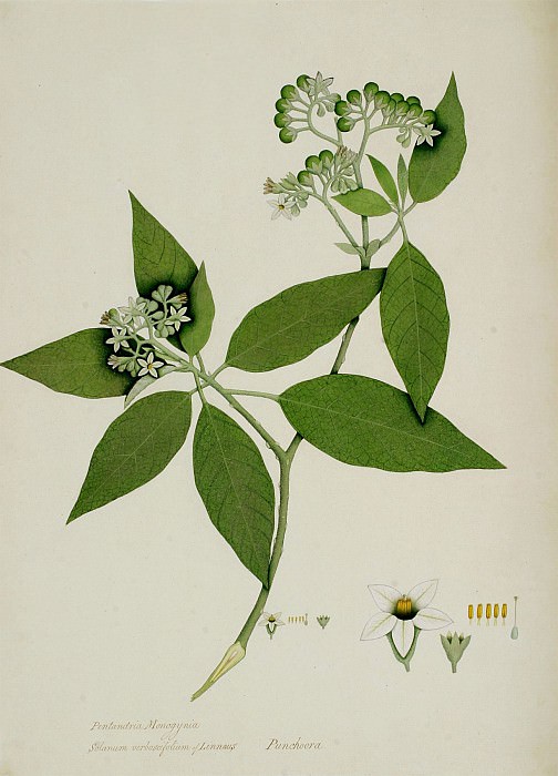 Solanum erianthum 13031 172. часть 5 - европейского искусства Европейская живопись