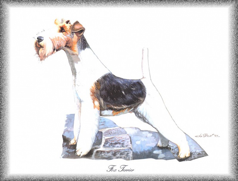 PO pdogs 70 Fox Terrier. PO_Painted_Dogs