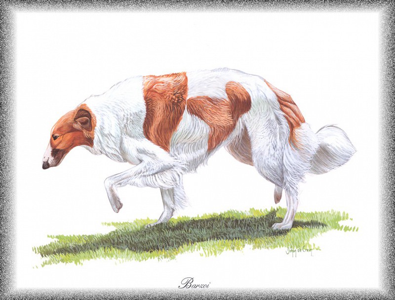 PO pdogs 48 Barzoi. PO_Painted_Dogs