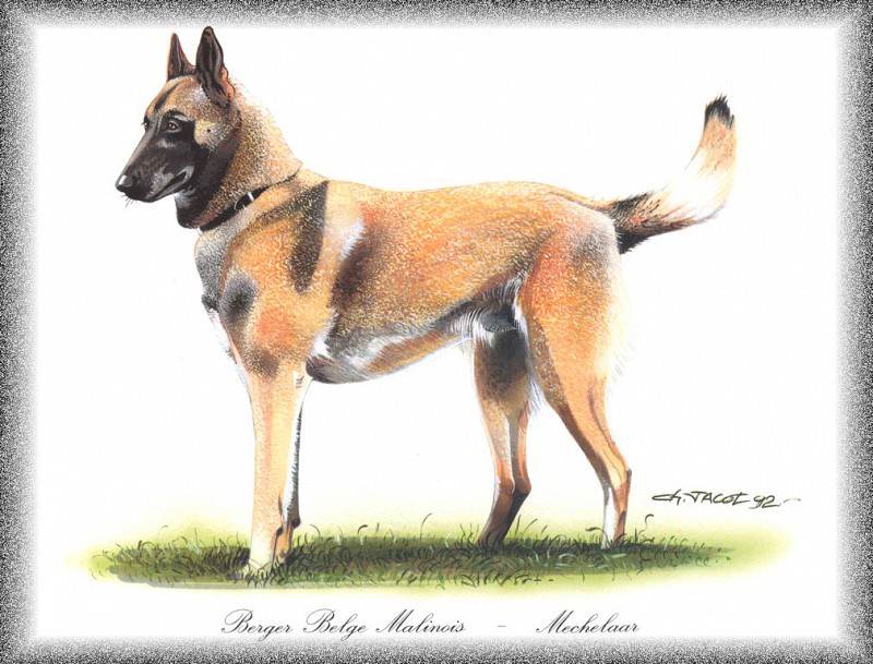 PO pdogs 05 Berger Belge Malinois. PO_Painted_Dogs