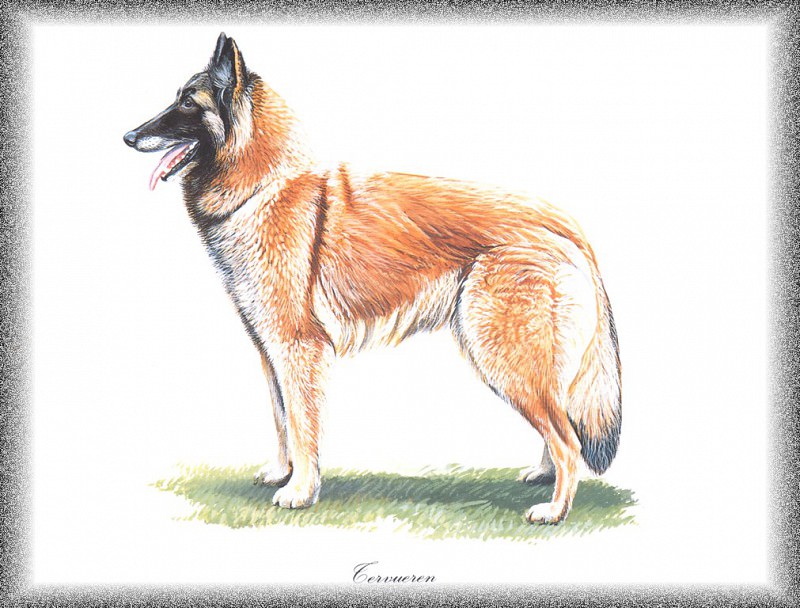 PO pdogs 04 Tervueren. PO_Painted_Dogs