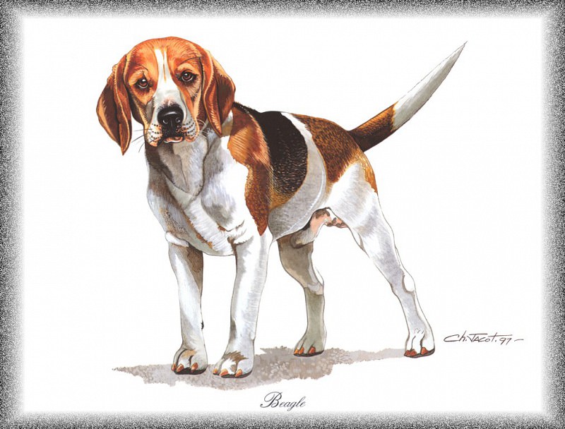 PO pdogs 36 Beagle. PO_Painted_Dogs