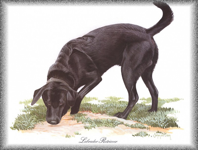 PO pdogs 46 Labrador Retriever. PO_Painted_Dogs