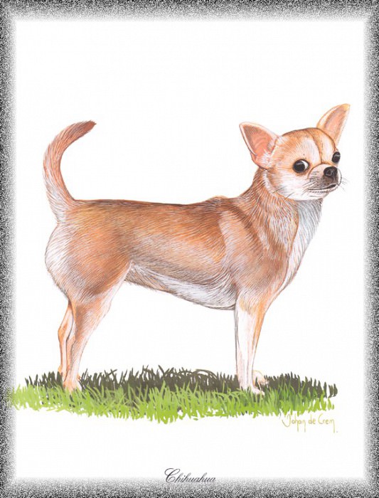 PO pdogs 59 Chihuahua. PO_Painted_Dogs