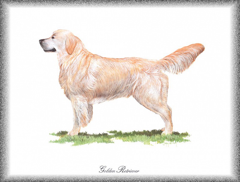 PO pdogs 44 Golden Retriever. PO_Painted_Dogs