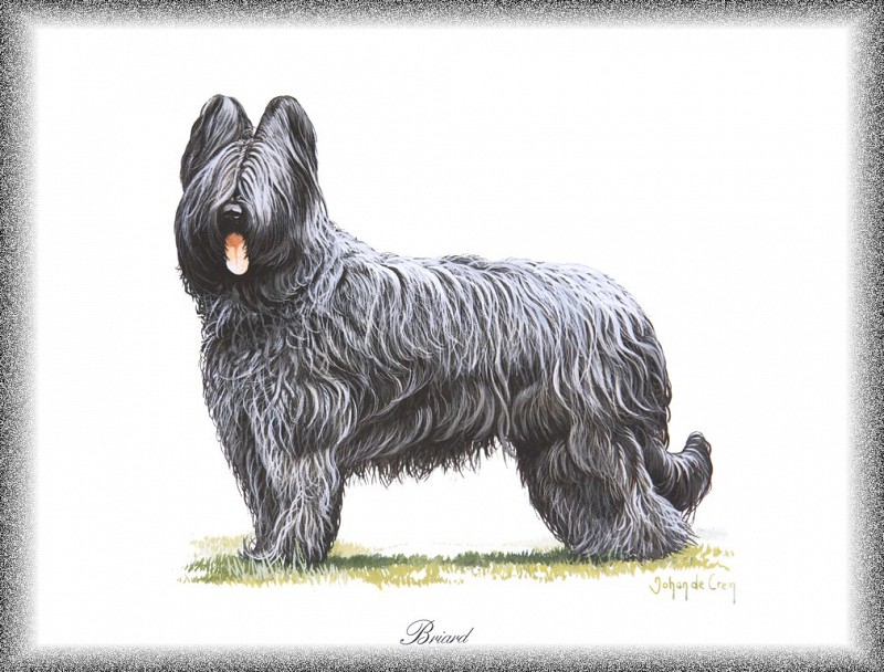 PO pdogs 07 Briard. PO_Painted_Dogs