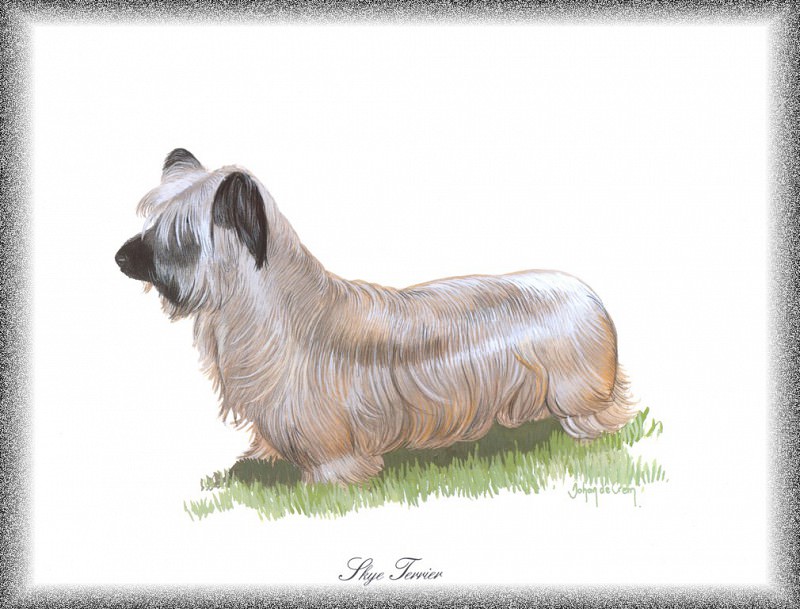PO pdogs 73 Skye Terrier. PO_Painted_Dogs