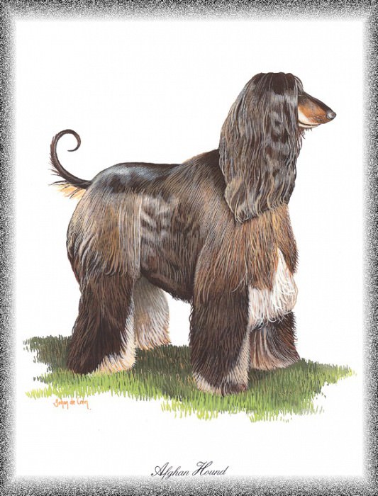 PO pdogs 47 Afghan Hound. PO_Painted_Dogs