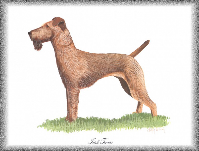 PO pdogs 71 Irish Terrier. PO_Painted_Dogs