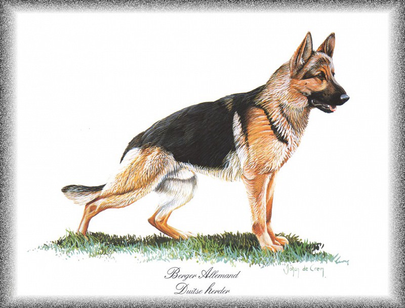 PO pdogs 13 Berger Allemand. PO_Painted_Dogs