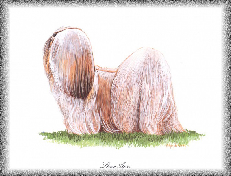 PO pdogs 64 Lhasa Apso. PO_Painted_Dogs