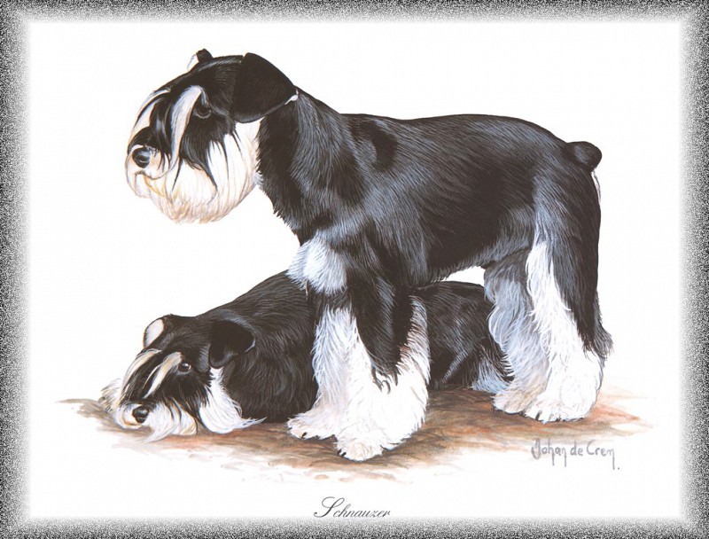 PO pdogs 28 Schnauzer. PO_Painted_Dogs