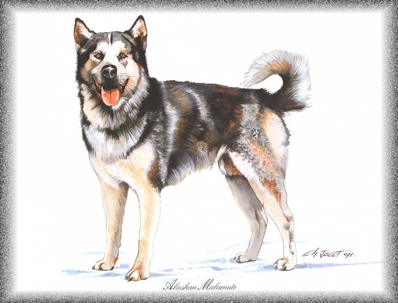 PO pdogs 30 Alaskan Malamute. PO_Painted_Dogs