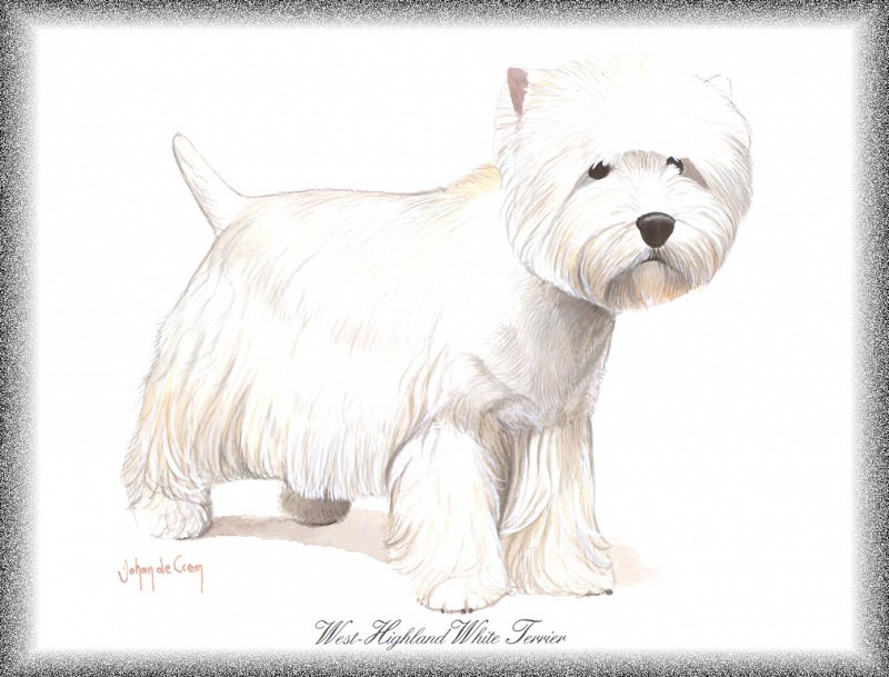 PO pdogs 74 West-Highland White Terrier. PO_Painted_Dogs