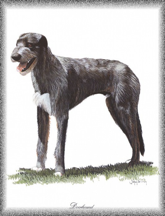 PO pdogs 49 Deerhound. PO_Painted_Dogs