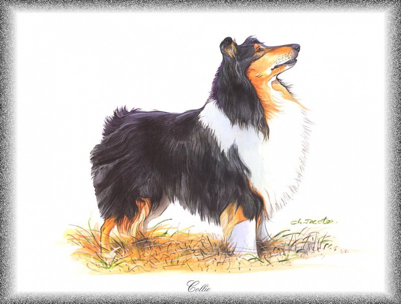 PO pdogs 12 Collie. PO_Painted_Dogs
