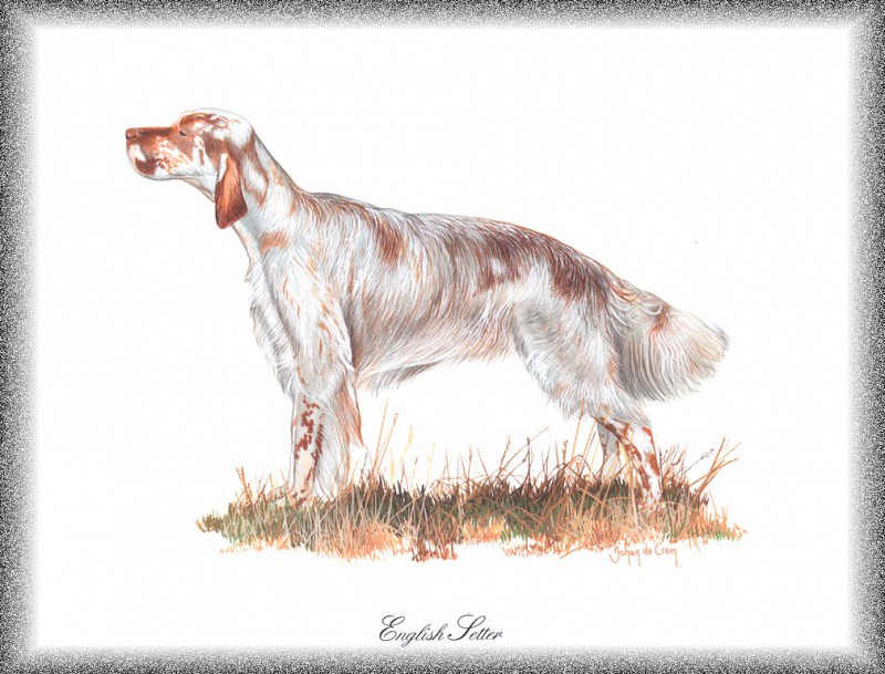 PO pdogs 43 English Setter. PO_Painted_Dogs