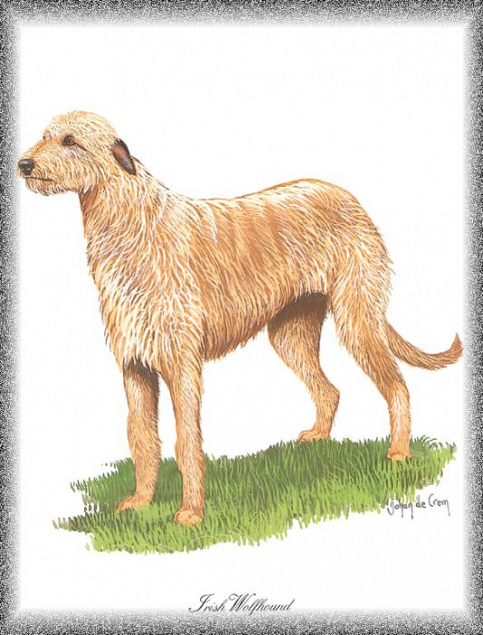 PO pdogs 51 Irish Wolfhound. PO_Painted_Dogs