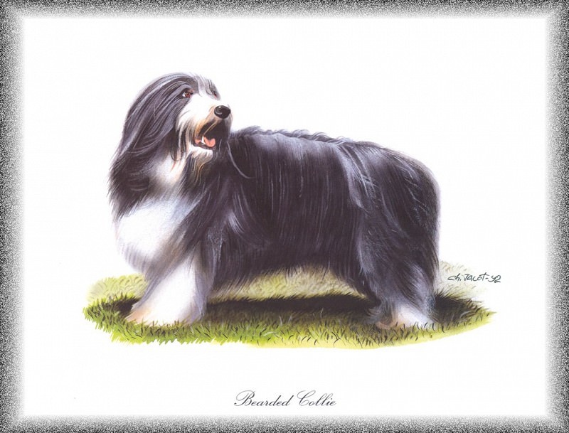 PO pdogs 01 Bearded Collie. PO_Painted_Dogs