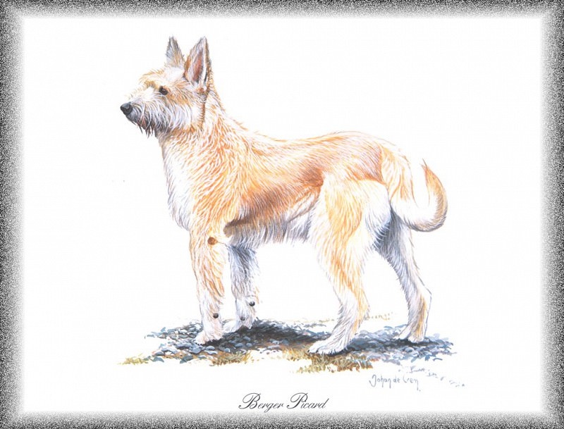 , PO_Painted_Dogs