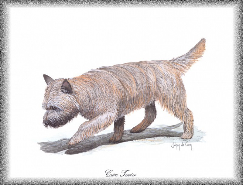 PO pdogs 67 Cairn Terrier. PO_Painted_Dogs