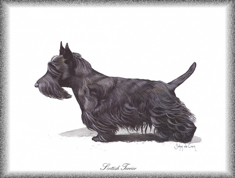 PO pdogs 72 Scottish Terrier. PO_Painted_Dogs