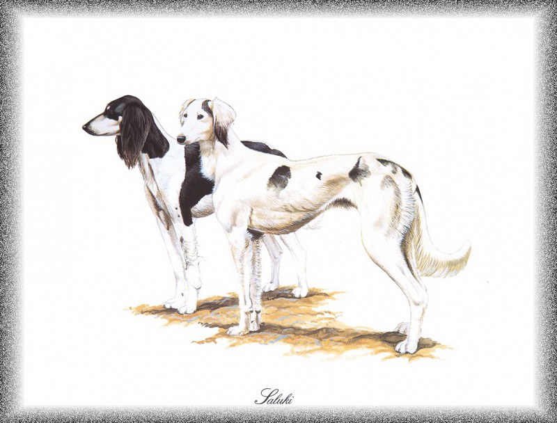 PO pdogs 52 Saluki. PO_Painted_Dogs