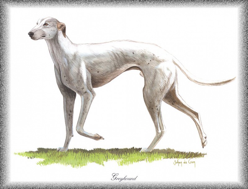 PO pdogs 50 Greyhound. PO_Painted_Dogs