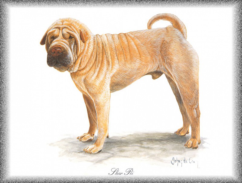 PO pdogs 29 Shar Pei. PO_Painted_Dogs