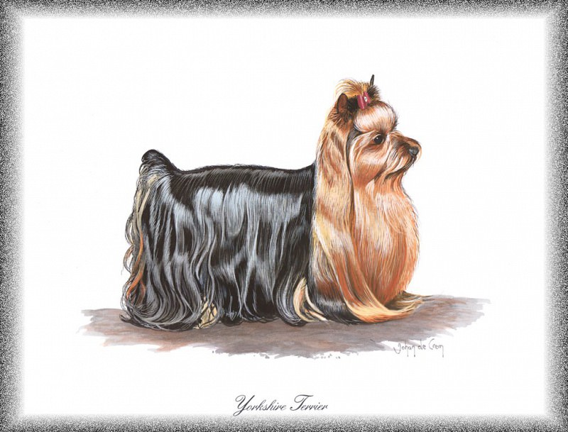 PO pdogs 75 Yorkshire Terrier. PO_Painted_Dogs