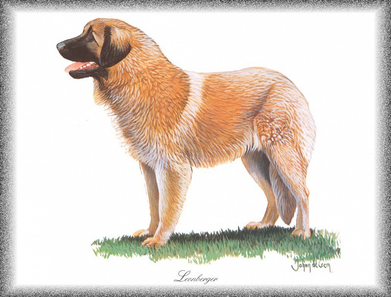 PO pdogs 23 Leonberger. PO_Painted_Dogs