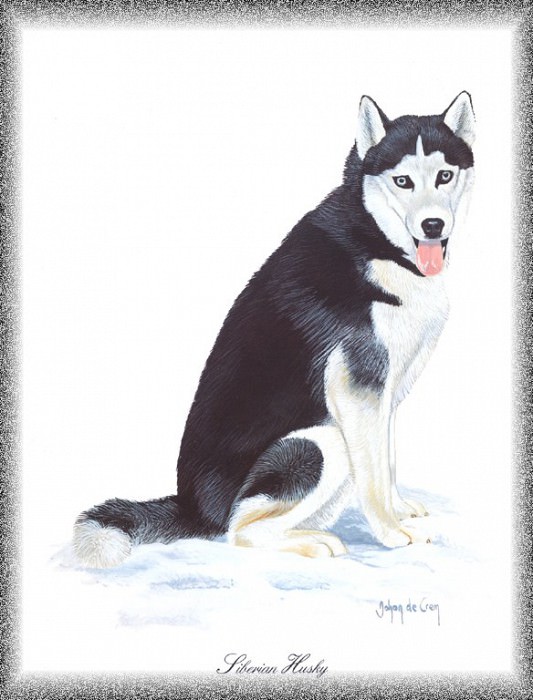 PO pdogs 33 Siberian Husky. PO_Painted_Dogs
