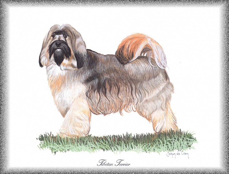 PO pdogs 69 Tibetan Terrier. PO_Painted_Dogs