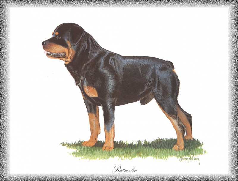 PO pdogs 26 Rottweiler. PO_Painted_Dogs
