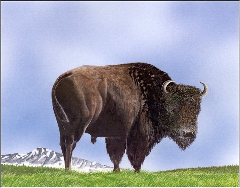 PO ExtAn 104 Bison bison pennsylvanicus. PO_Extinct_Animals